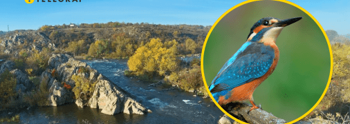 Південний Буг. Рибалочка блакитний