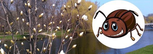 З приходом тепла активізувались комахи