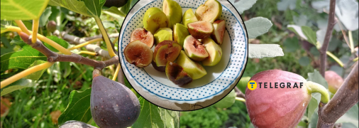 Такой инжир уродил в 2025 году в Днепропетровской области