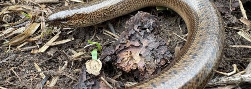 Веретільниця на землі