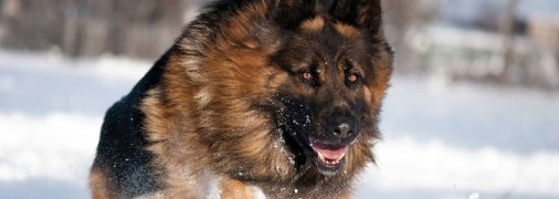 Мужчина топором забил до смерти чужую овчарку: подробности зверского убийства в Мелитополе 