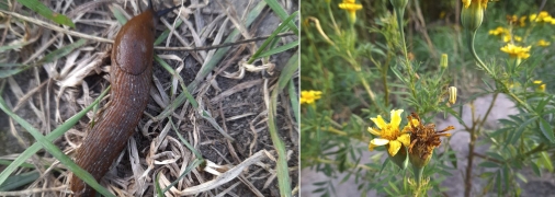 Опасные "испанцы" уничтожают растительность столицы