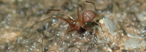 Паук Troglohyphantes exspectatus