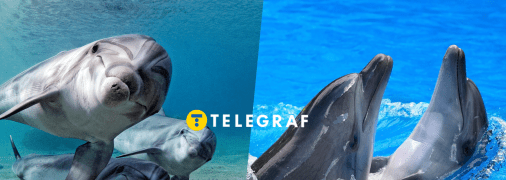 Дельфіни афаліна