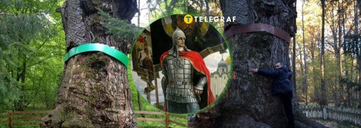 Юзефінський дуб розташований на Рівненщині