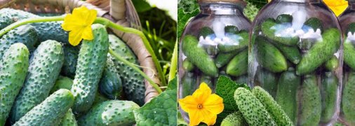 Огурцы с кетчупом, в томатном соке и маринованные: проверенные рецепты заготовок на зиму