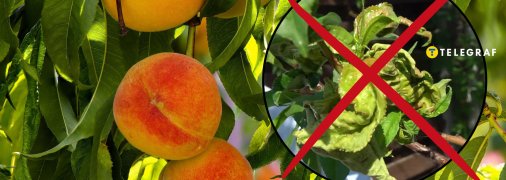 Секрет, як правильно обробити персик навесні