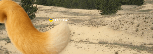 Лисиця цього виду водиться в напівпустелях