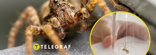 Пауки в доме