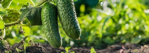 Деякі культури після огірків не виживуть, інші ж навпаки - дадуть шикарний врожай