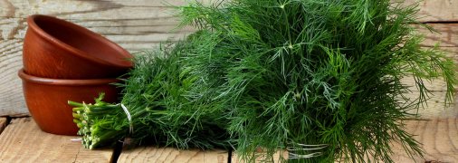 3 способа заморозить укроп на зиму: советы опытных хозяек