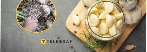 Часник треба вчасно зібрати