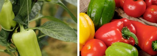 Дуже важливо удобрити перець у період дозрівання