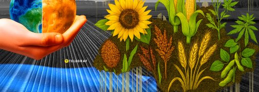 На полях чаще встречаются бобовые, лен, гречиха и конопля. Фото Коллаж "Телеграфа"