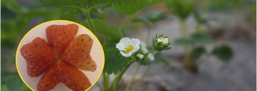 Рідкісна полуниця