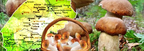 Грибные места Львовщины