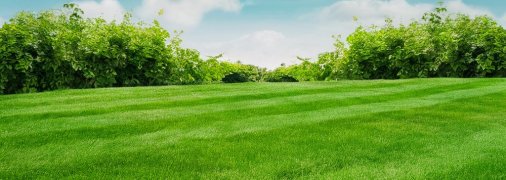 За газоном нужно правильно ухаживать (изображение создано с помощью ИИ)