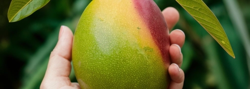 Манго можно вырастить самостоятельно даже в домашних условиях