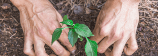 Чим підживити розсаду перцю