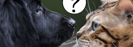 Собака та кіт