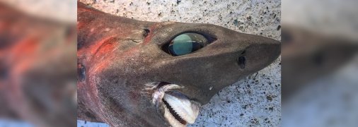 Незвичайна акула з страшним зовнішнім виглядом