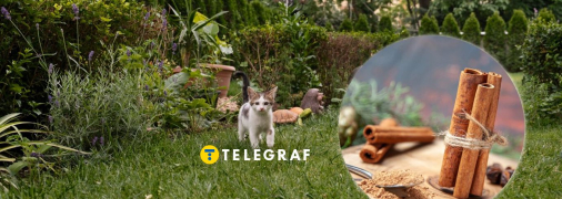 Кориця допоможе вашим рослинам