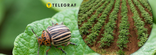 Колорадський жук – небезпечний шкідник урожаю