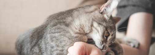 Кот царапается