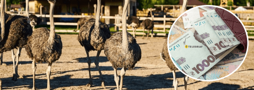 Робота для киян