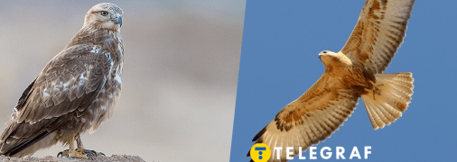 Канюк степовий