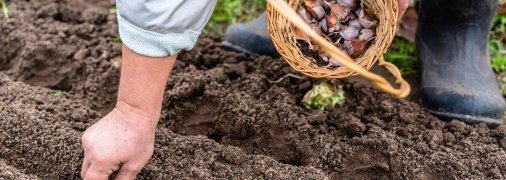 Что нужно посадить в мае