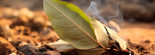 Лавровий лист чудово виводить негативну енергію