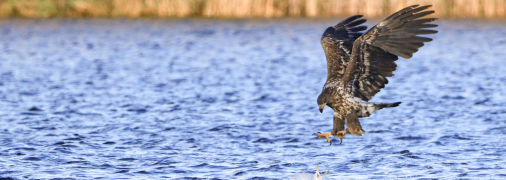 Орлан-білохвіст під час полювання на Дніпрі