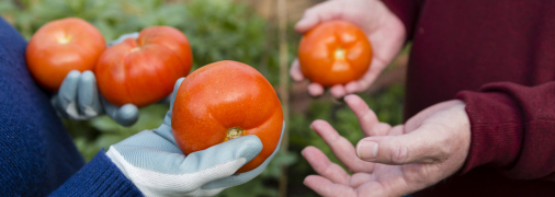 Томати на розсаду та в ґрунт будуть міцними та ароматними