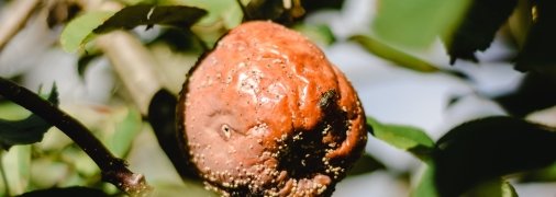 Избавиться от проблемы гниющих яблок - очень простоя