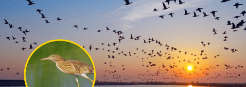 Цапля желтая