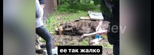 Стадо лосей устроило погром в поселке под Киевом (видео) 