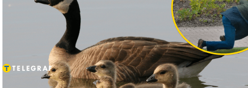 Канадська казарка