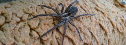 Павук-вовк має характерне забарвлення