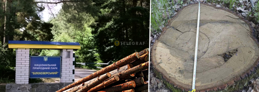 Экологи и активисты периодически фиксируют незаконную вырубку ценных пород деревьев. Фото Коллаж "Телеграфа"