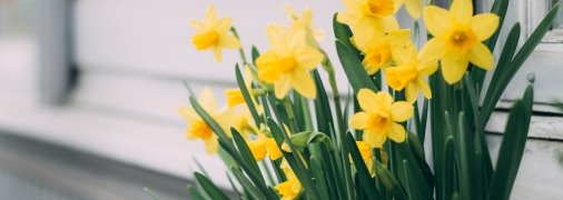 На хранение берут только здоровые луковицы