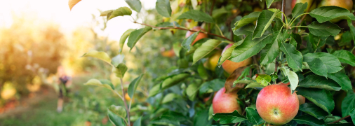 До зими подбайте про свій сад