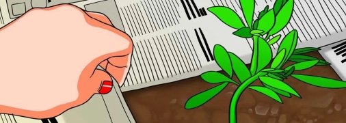 Газета предотвращает рост нежелательных сорняков