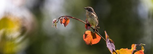 Синичкин день отмечается 30 октября