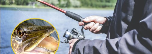 Харків'янин похизувався великою щукою