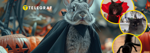 Тварин смішно вбирають у костюми до Геловіна