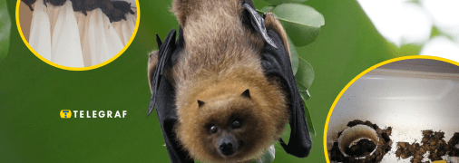 Українців просять зачиняти вікна від кажанів