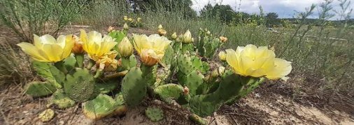 Українська Мексика: у лісі на Херсонщині розцвіла галявина з кактусами (відео)