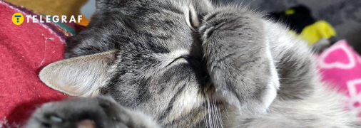 Если кот прикрыл нос лапкой - это к холодам