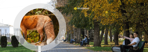 Небезпечний звір у Камʼянському